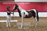 BPP_1614