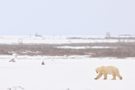 Polar Bear heading into snow, Churchill, Canada