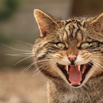 Scottish Wildcat portfolio