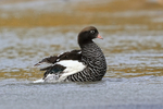 Kelp Goose (female) bathing in sea, Carcass Island, Falklands