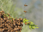 Swarm comings and goings