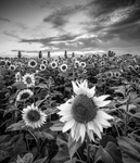 IMG_5543 v2v2 bw v2
