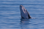 2024 Hervey Bay Whales portfolio
