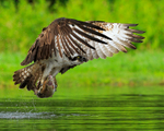Osprey (Red 8T) takes off with trout at Rothiemurchus