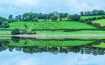 Cows and their reflections