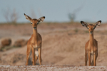 Young Impala