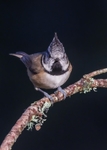 Crested Tit