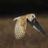 Barn Owl in Flight