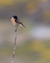 Stonechat (male) perched on a tall thorny branch