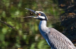 Yellow Crowned Night Heron _0027