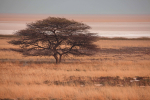 Savannah landscape, Namibia