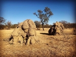 Ant Hills Western Australia