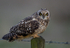 SHORT EARED OWL / REF SEO 17