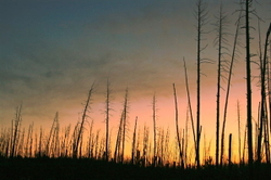 In the West portfolio