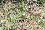 SBM_10066