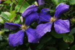 Clematis 