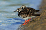 Turnstones standing at the edge of Farmoor 2