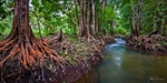 Exposed Roots