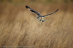 Short-eared Owl (Asio flammeus)