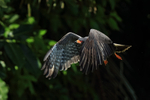 Snail Kite (male) lifts off, Panama
