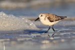 Sanderling scuttling along sea shore, Fort De Soto, Florida