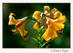 Lilium 'Apelsinu Aromats' / Lilijas 5