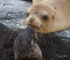 Galapagos Sealion 9