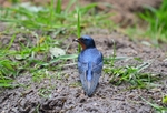 Swallow