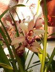 Orchid