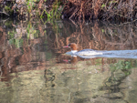 Goosander