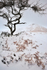 Winter Tree - Roseberry Topping