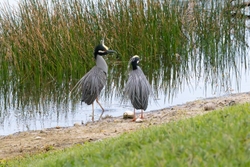 Yellow Crowned Night Heron _0011