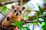 Bush Hyrax, Meru, Kenya