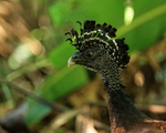 Great Curassow (female) close-up, Osa Peninsula, Costa Rica