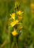 Bog Asphodel (01)
