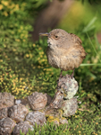 Cobb's Wren perched, Carcass Island, Falklands