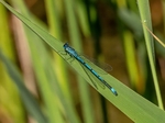 Azure Damselfly