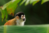 Close-up view of a Squirrel Monkey at Bosque del Cabo, Costa Rica