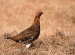 Red Grouse