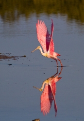 Roseate Spoonbil _0005