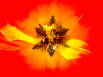 Inside a Tulip