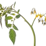 Tomato flower (Solanum lycopersicum,)