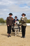 Class 14 - Shetland Ponies and Minatures portfolio