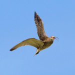 Curlew portfolio