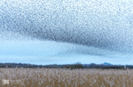 Starling Murmurations, Avalon Marshes_GS1106
