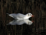 Black-headed Gull