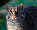 Close-up of Fishing Cat (female)