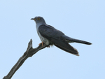 Cuckoo (male), 1st screen, Otmoor RSPB