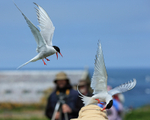 Arctic Tern pecking visitor's hat, Farne Islands