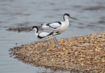 Avocets